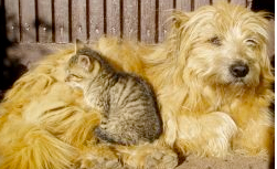 cat dog lap - personality styles